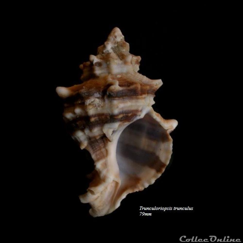 Trunculoriopsis trunculus 79mm coquillage fossile gastropodum trunculoriopsis trunculus 79mm