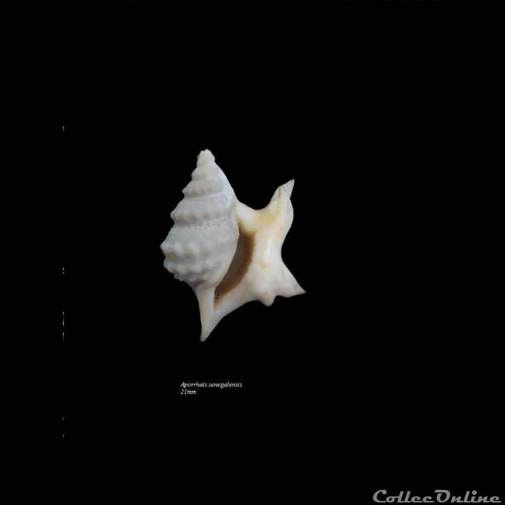 Aporrhaïs senegalensis 21mm coquillage fossile gastropodum aporrhais senegalensis 21mm