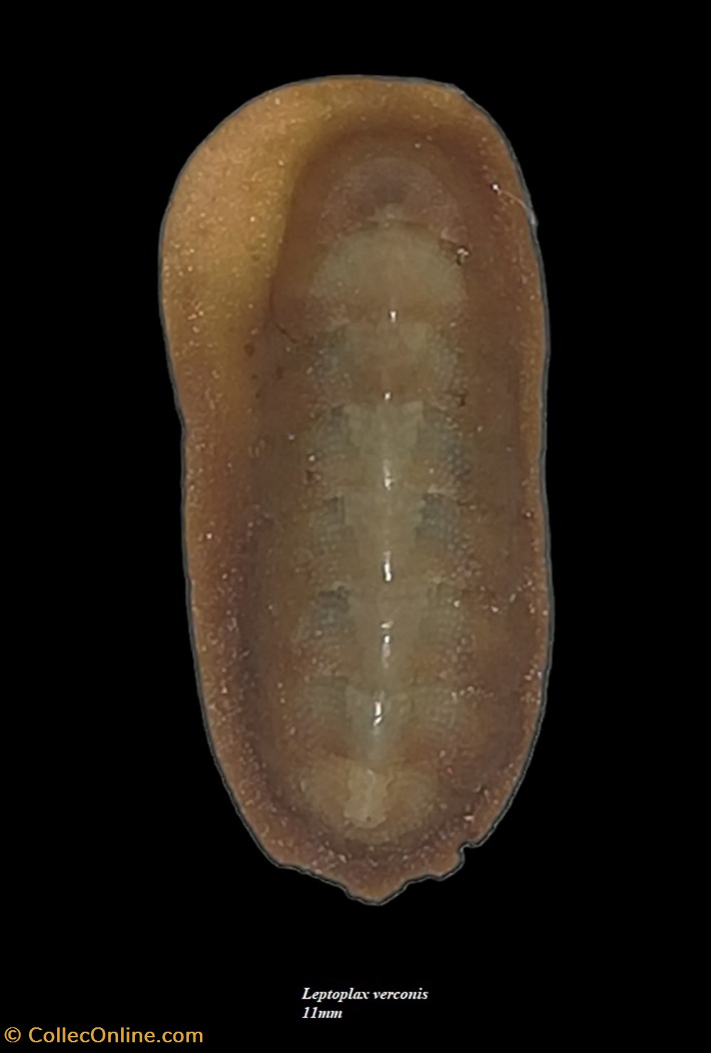 Leptoplax verconis 11mm coquillages fossiles polyplacophora leptoplax verconis 11mm