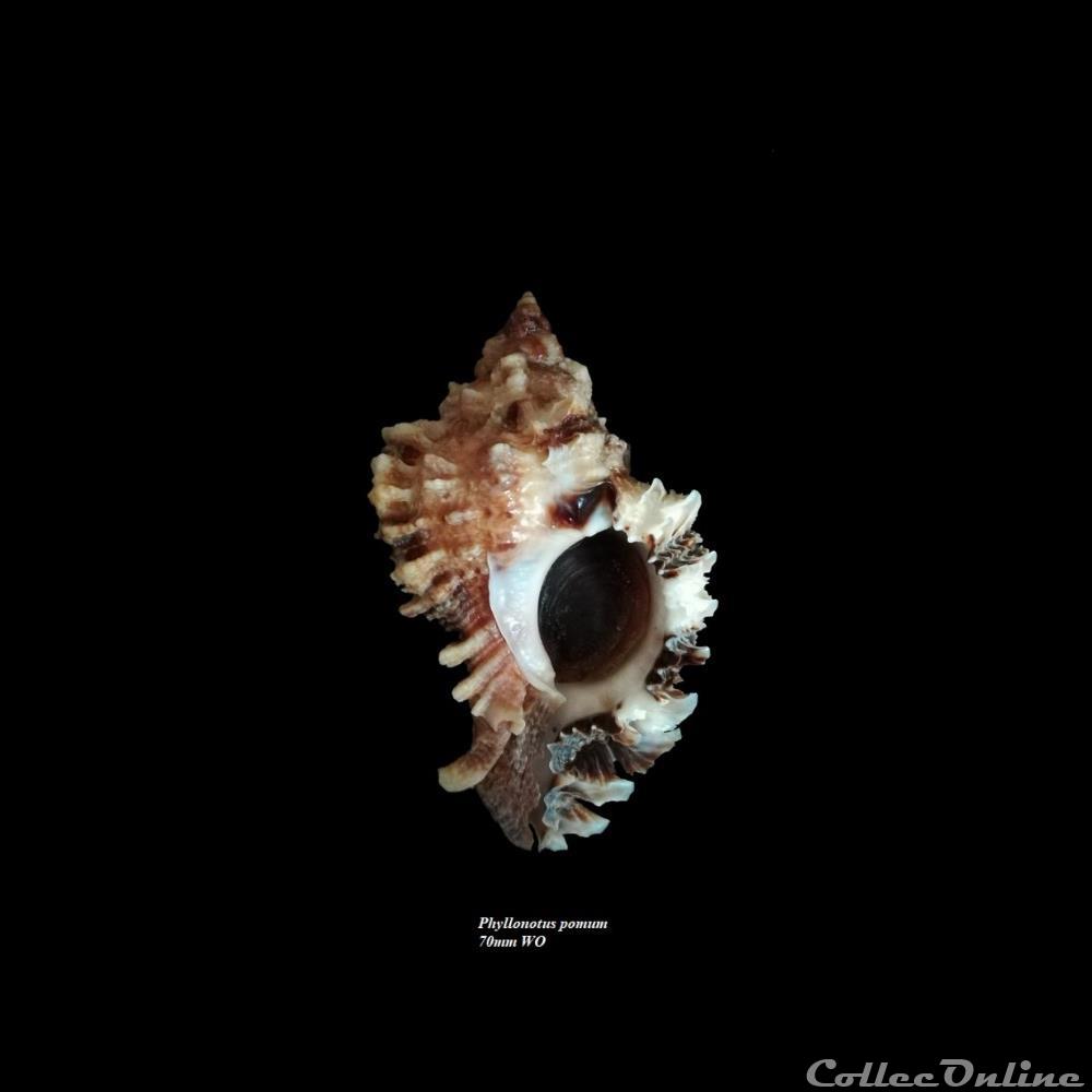 Phyllonotus pomum 70mm WO coquillage fossile gastropodum phyllonotus pomum 70mm wo