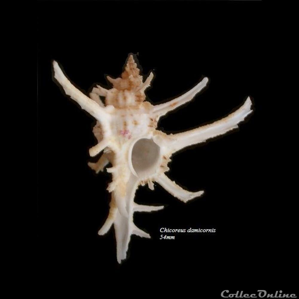 Chicoreus damicornis 54mm coquillage fossile gastropodum chicoreus damicornis 54mm