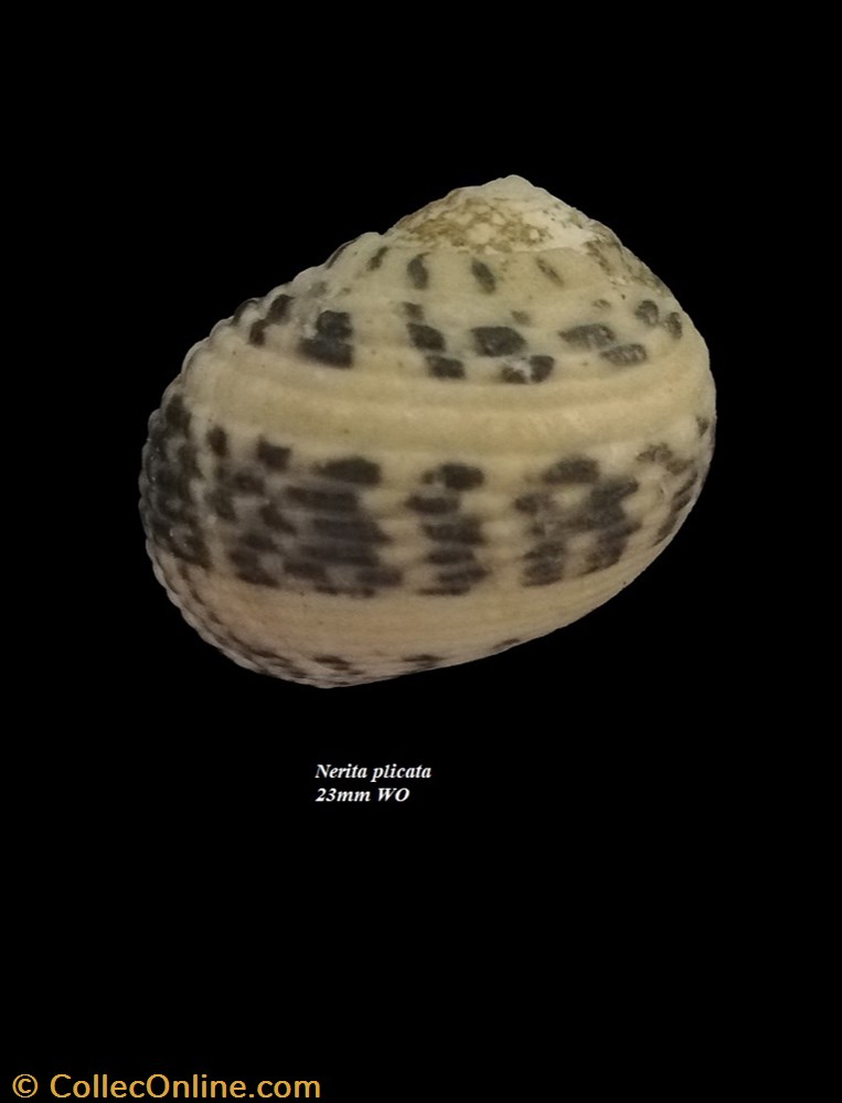 Nerita plicata 23mm WO coquillage fossile gastropodum nerita plicata 23mm wo