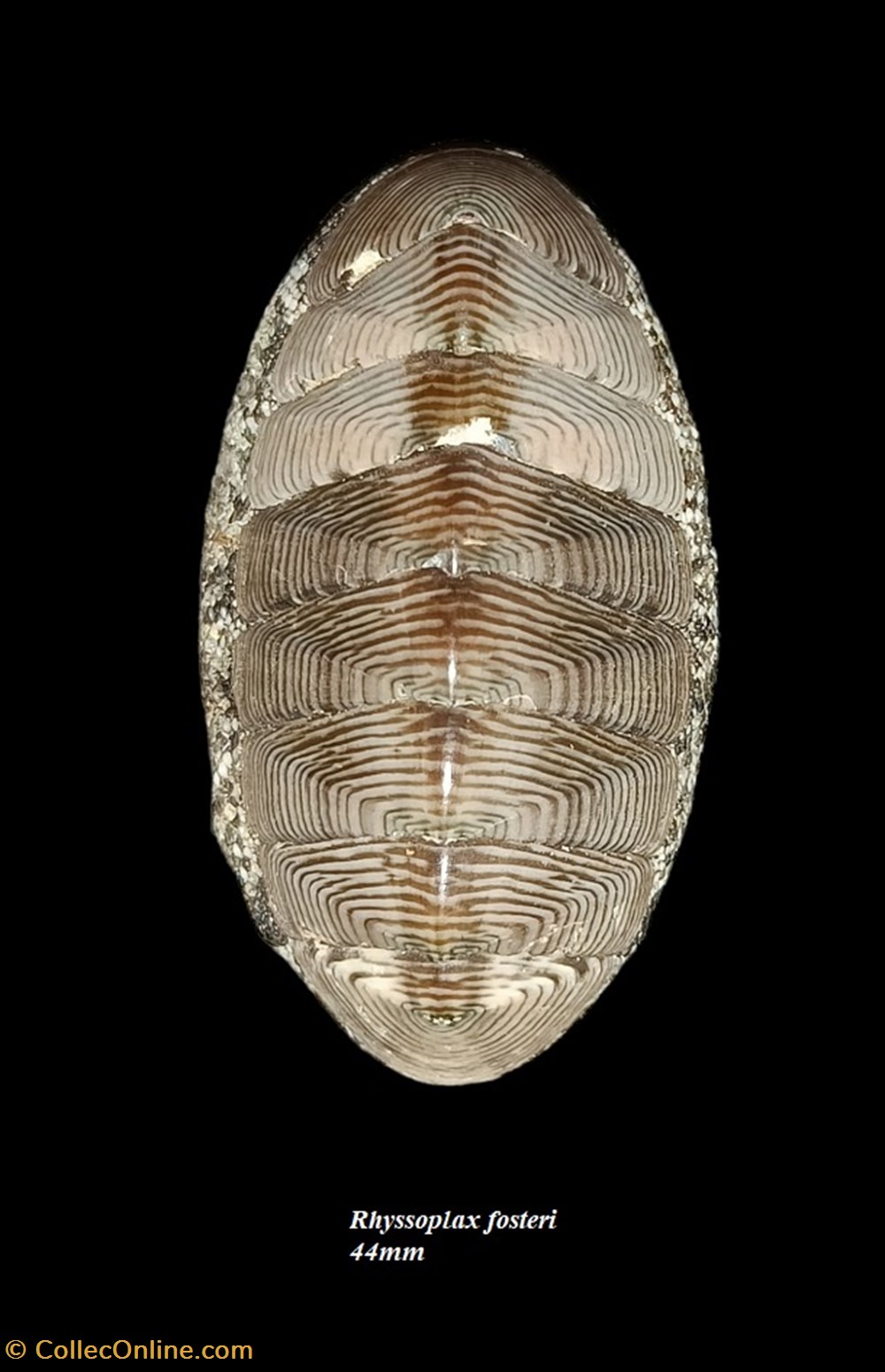 Rhyssoplax fosteri 44mm coquillages fossiles polyplacophora rhyssoplax fosteri 44mm