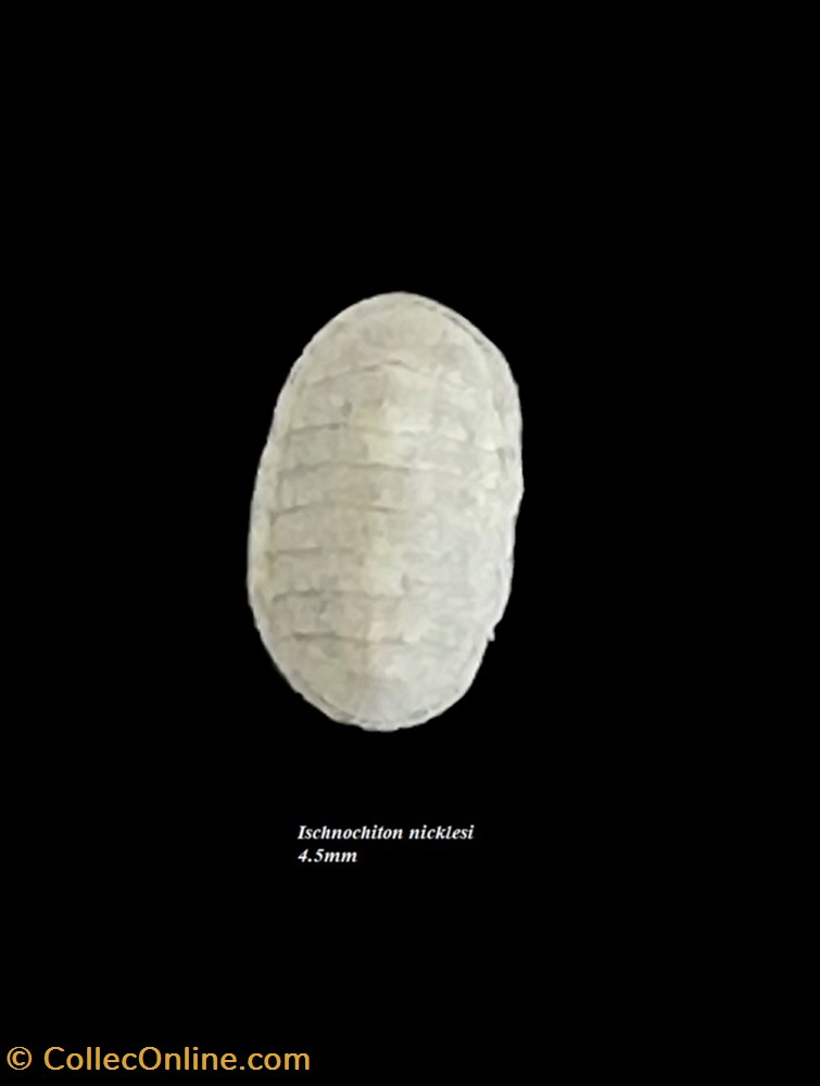 Ischnochiton nicklesi 4.5mm coquillages fossiles polyplacophora ischnochiton nicklesi 4 5mm