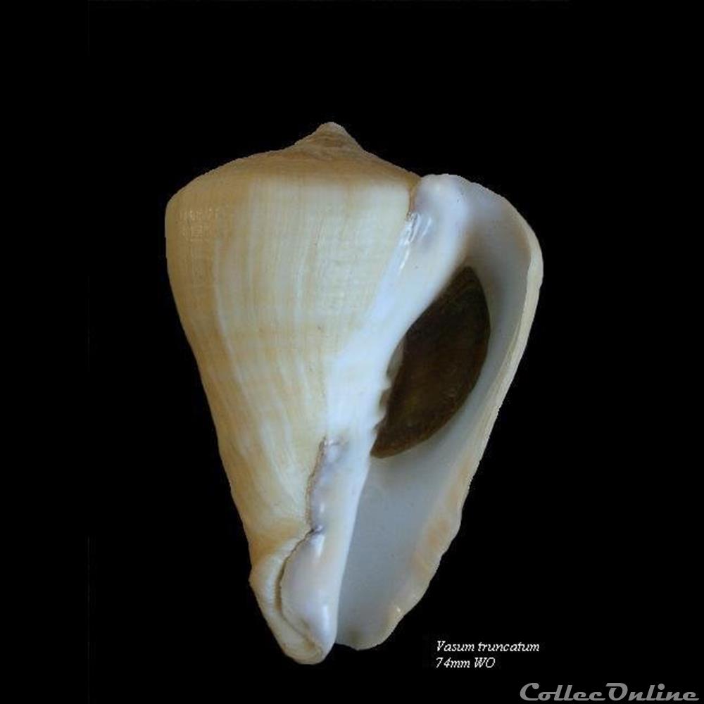Vasum truncatum 74mm WO coquillage fossile gastropodum vasum truncatum 74mm wo
