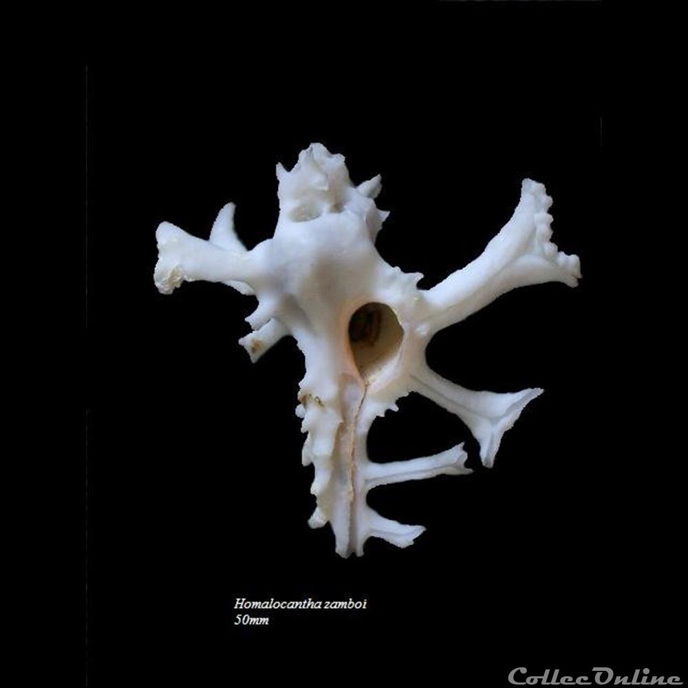coquillage fossile gastropodum homalocantha zamboi 50mm