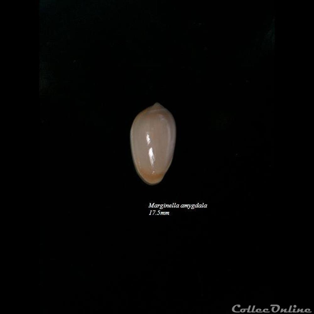Marginella amygdala 17.5mm coquillage fossile gastropodum marginella amygdala 17 5mm