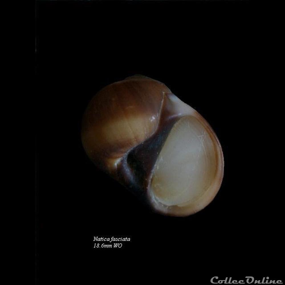 Natica fasciata 18.6mm WO coquillage fossile gastropodum natica fasciata 18 6mm wo