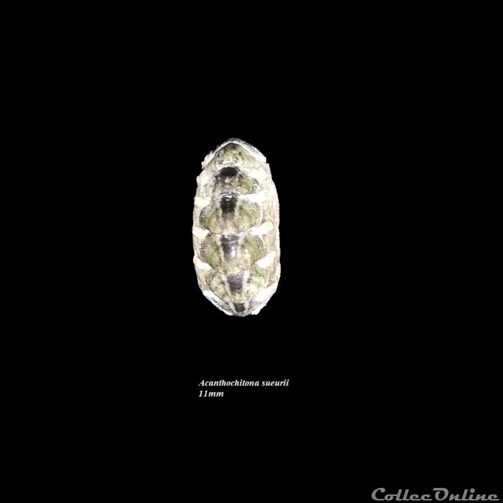 coquillage fossile polyplacophora acanthochitona sueurii 11mm