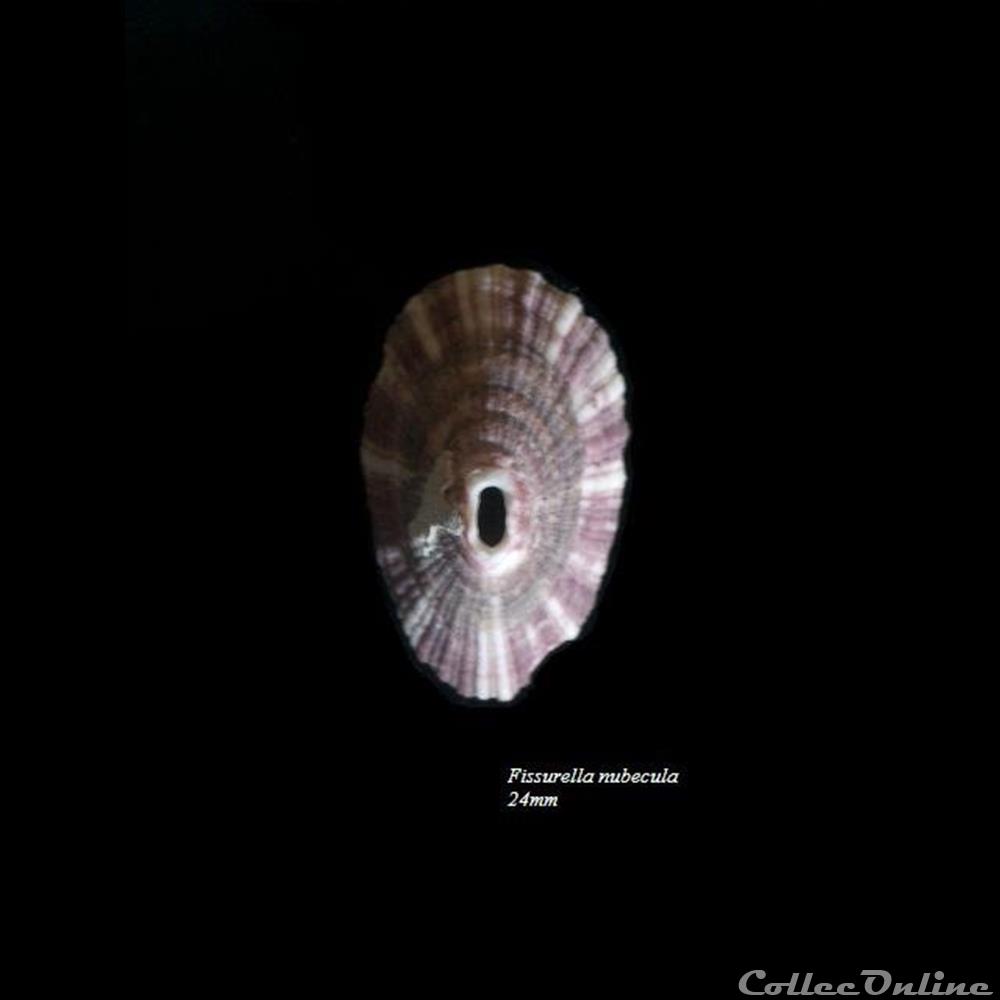 coquillage fossile gastropodum fissurella nubecula 24mm