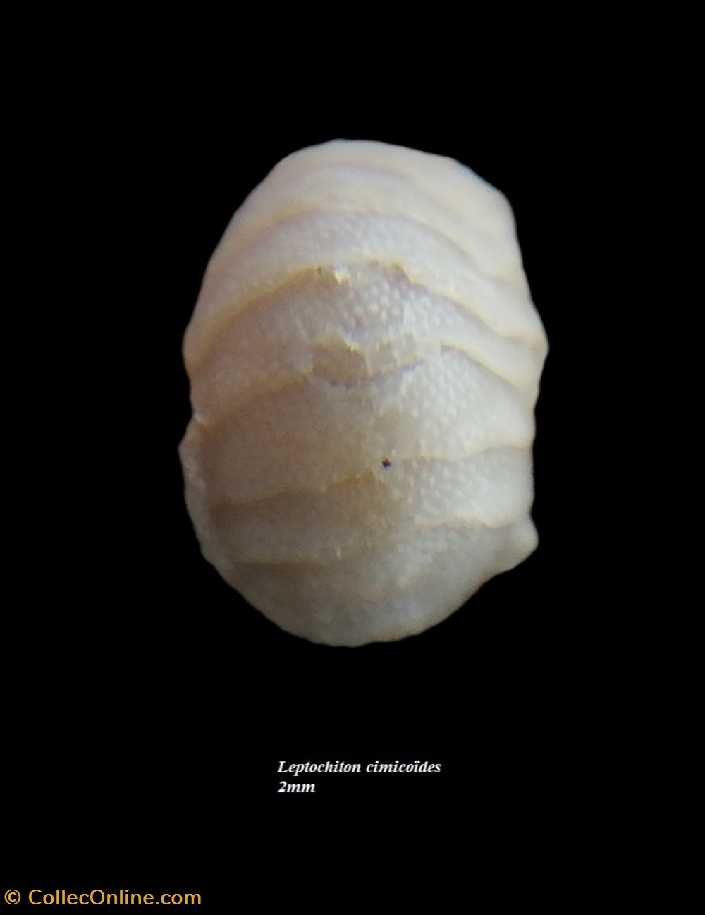 Leptochiton cimicoides 2mm coquillages fossiles polyplacophora leptochiton cimicoides 2mm