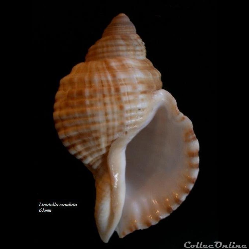 Linatella caudata 61mm coquillage fossile gastropodum linatella caudata 61mm