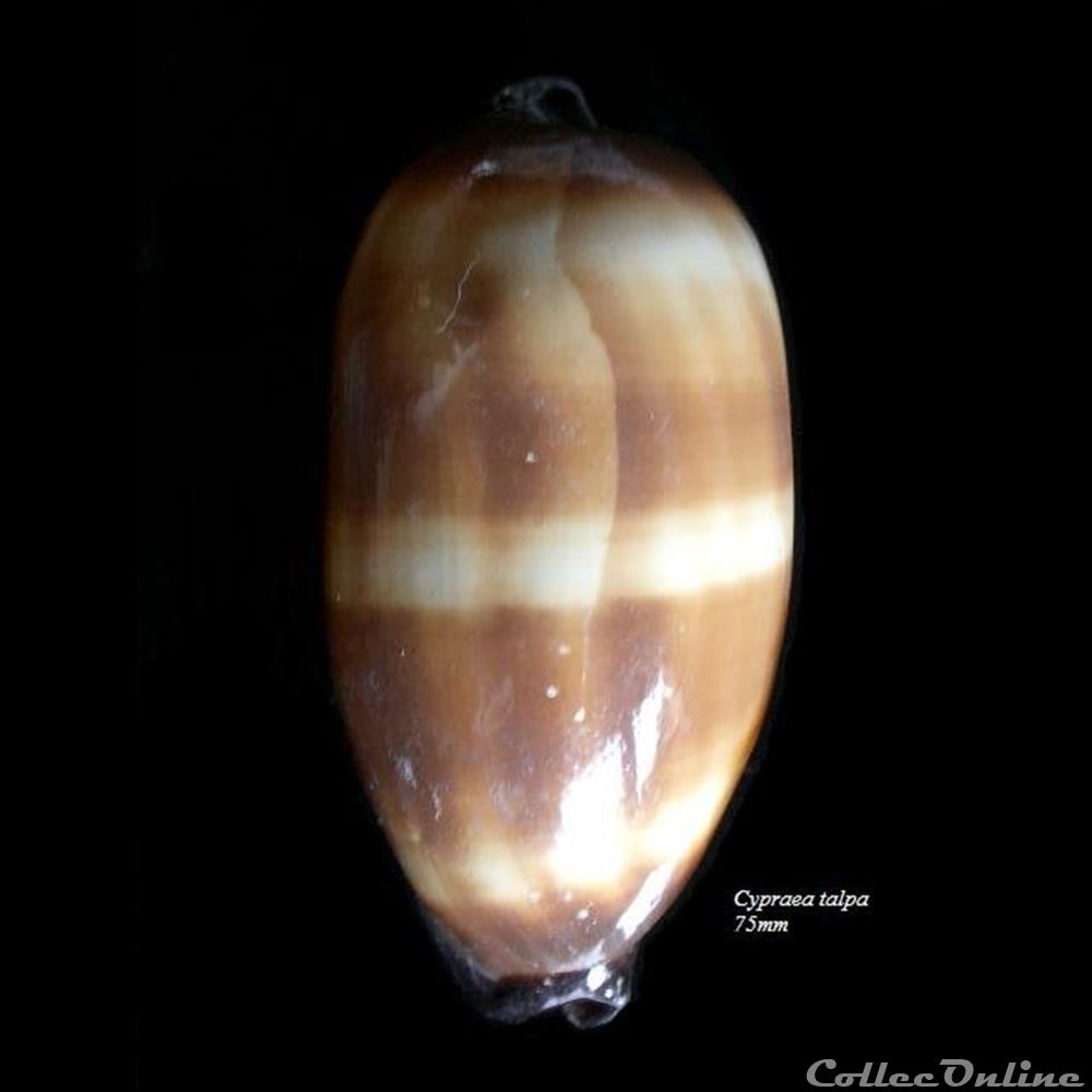 coquillage fossile gastropodum cypraea talpa 75mm