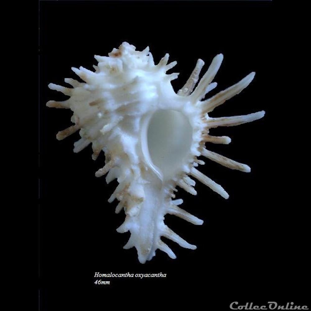 Homalocantha oxyacantha 46mm coquillage fossile gastropodum homalocantha oxyacantha 46mm