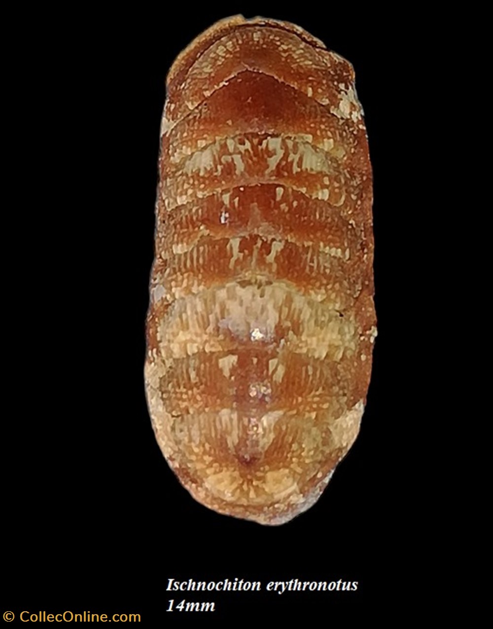Ischnochiton erythronotus 14mm coquillages fossiles polyplacophora ischnochiton erythronotus 14mm