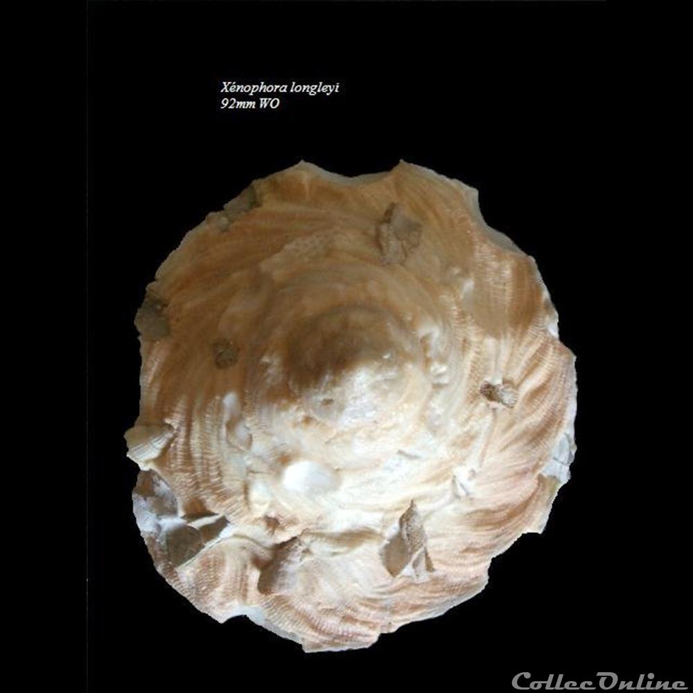 Onustus longleyi 92mm WO coquillage fossile gastropodum onustus longleyi 92mm wo