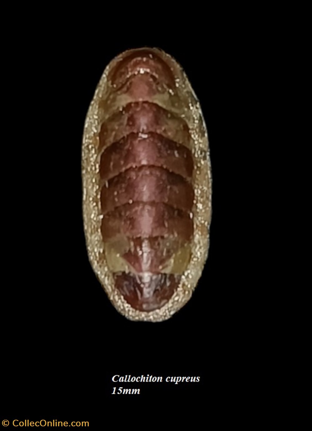 Callochiton cupreus 15mm coquillages fossiles polyplacophora callochiton cupreus 15mm