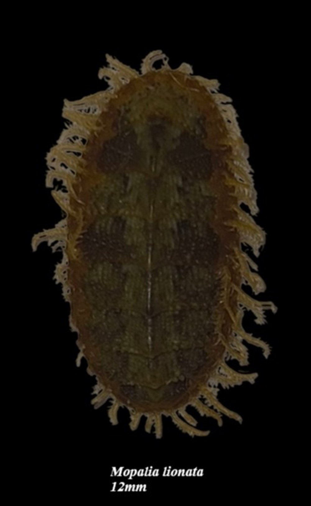 Mopalia lionata 12mm coquillages fossiles polyplacophora mopalia lionata 12mm