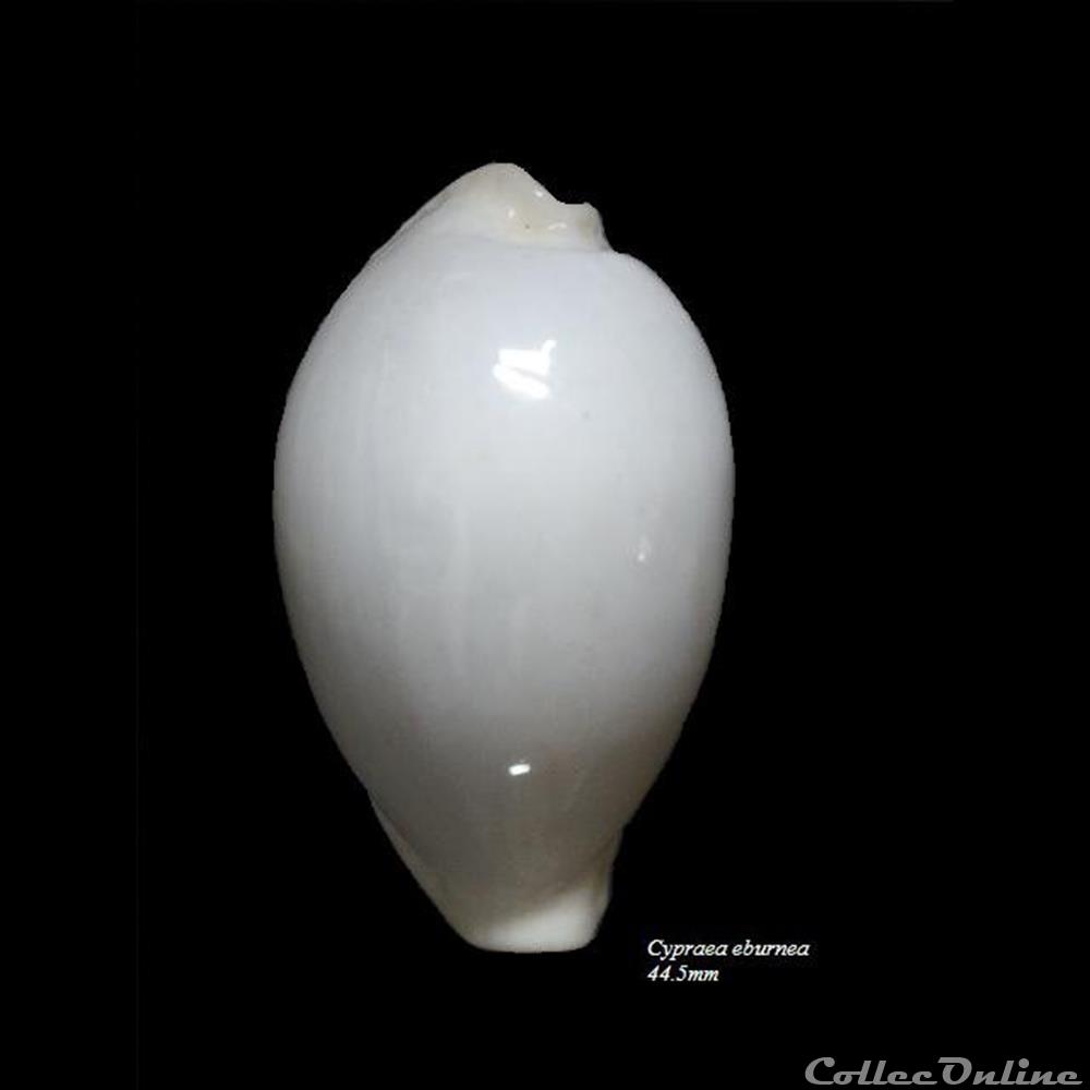 Cypraea eburnea 44.5mm coquillage fossile gastropodum cypraea eburnea 44 5mm