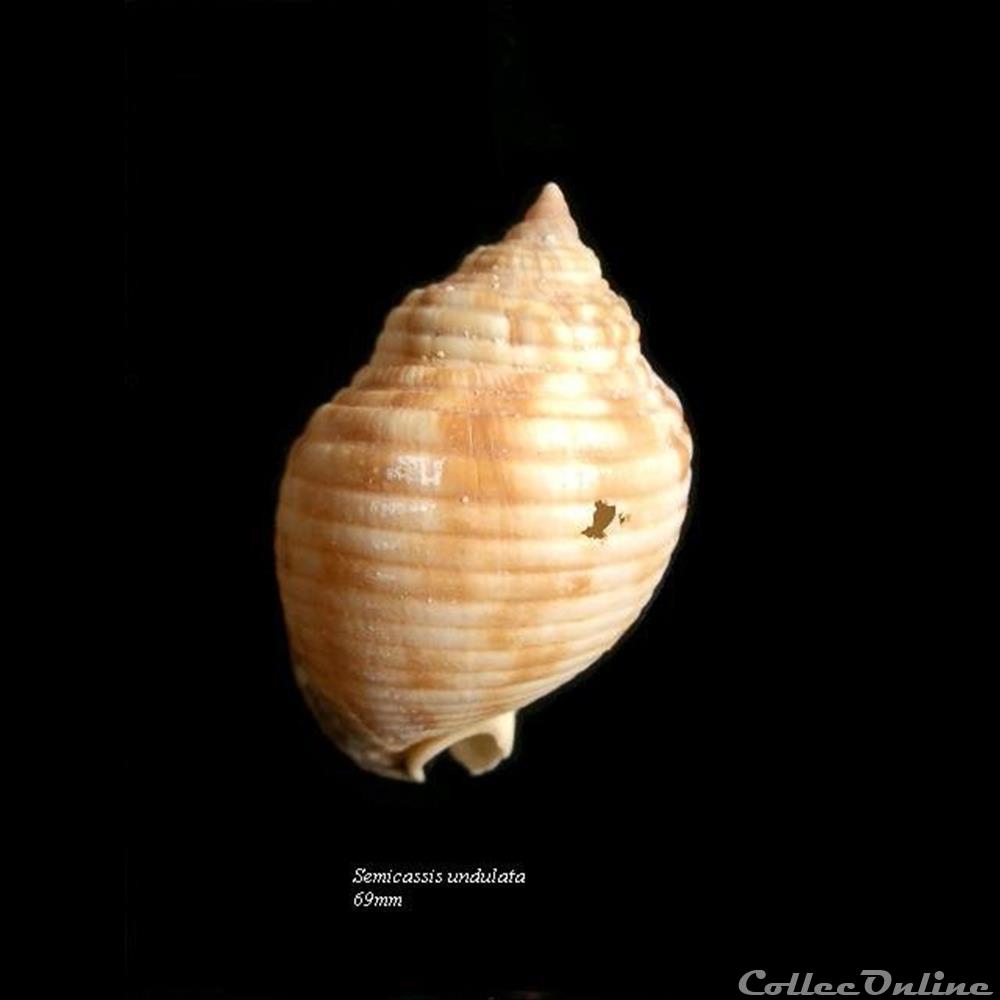 Semicassis undulata 69mm coquillage fossile gastropodum semicassis undulata 69mm