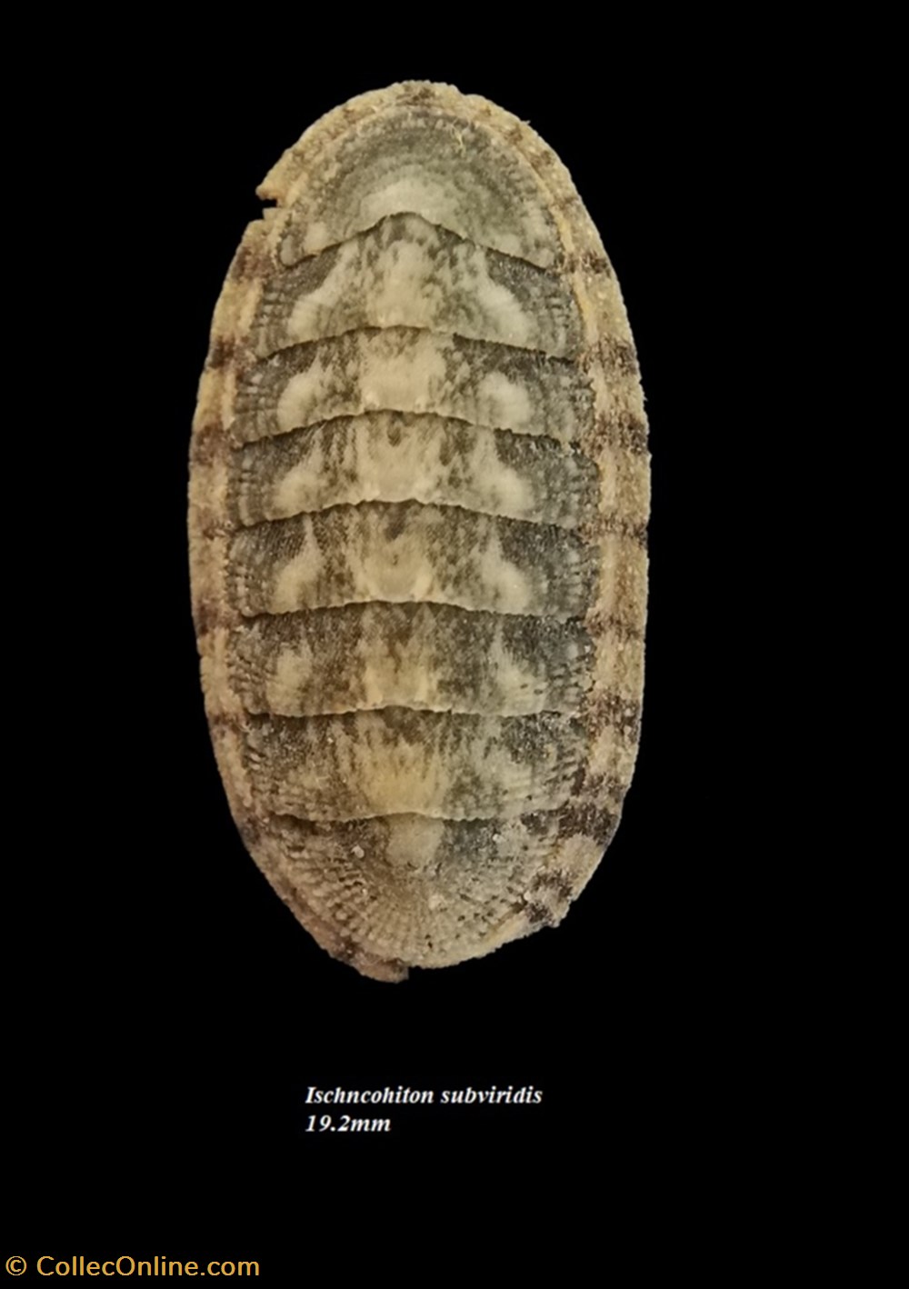 Ischnochiton subviridis 19.2mm coquillages fossiles polyplacophora ischnochiton subviridis 19 2mm