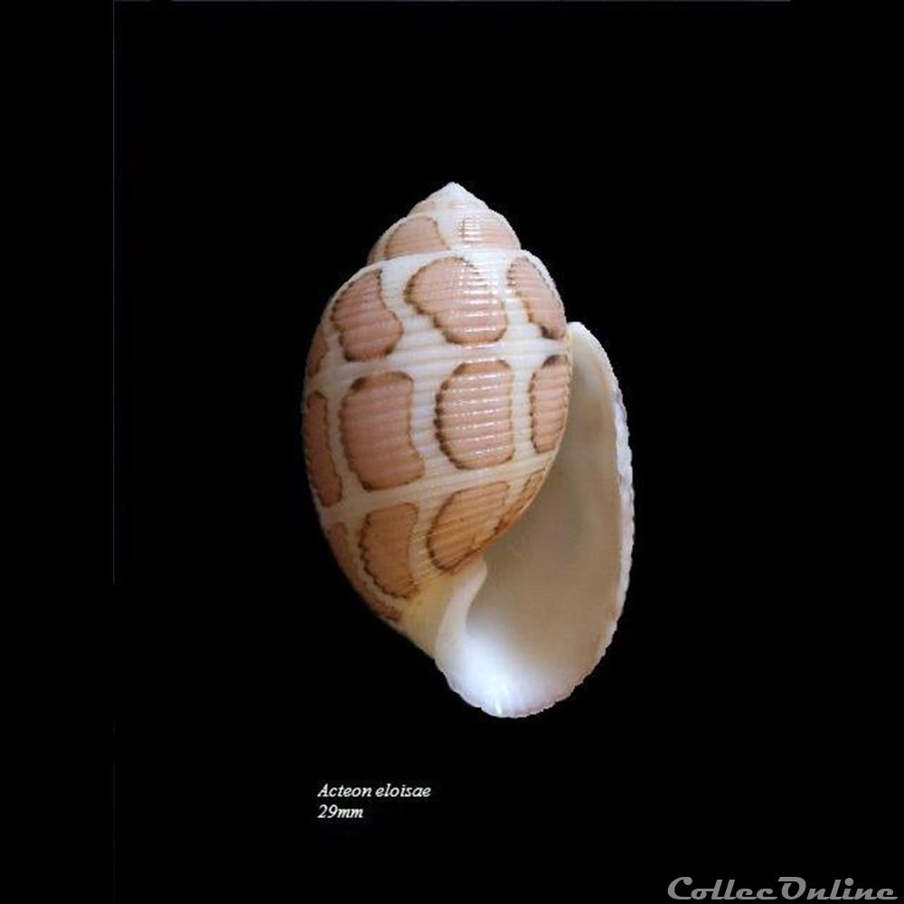 Acteon eloisae 29mm coquillage fossile gastropodum acteon eloisae 29mm