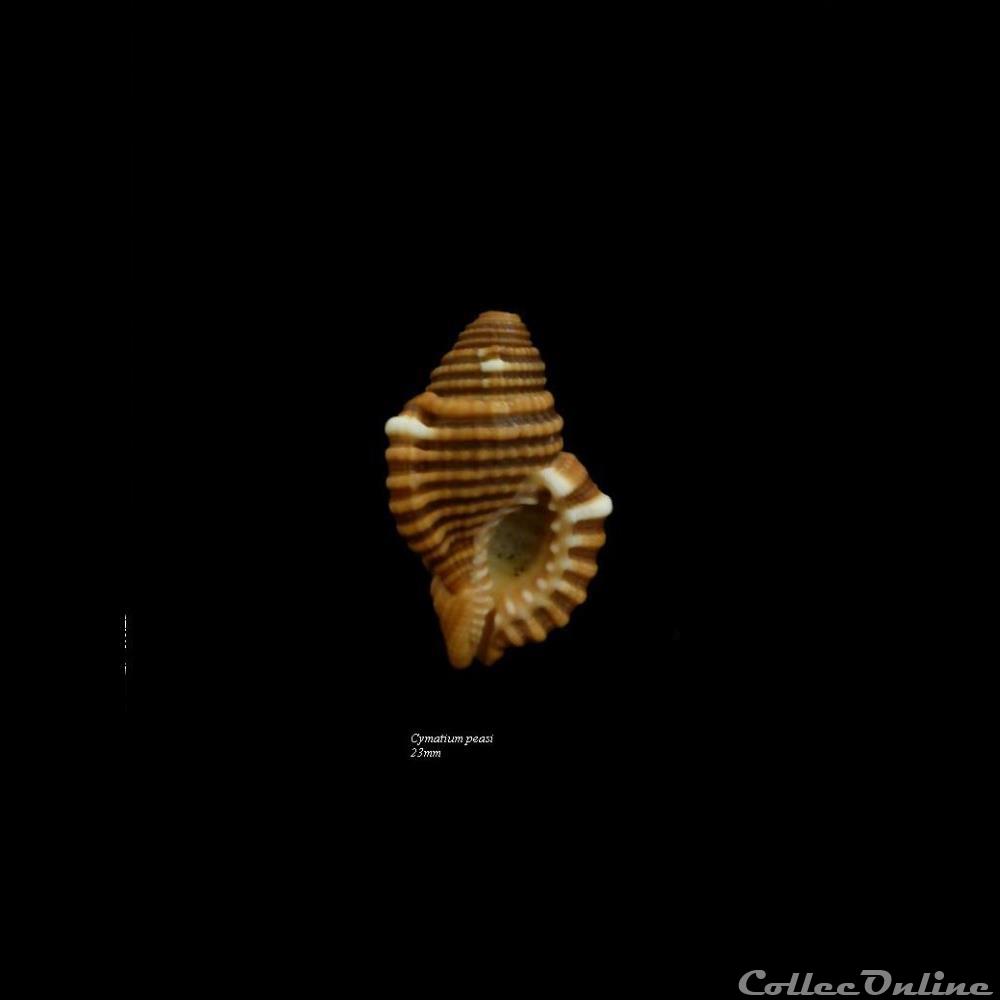 coquillage fossile gastropodum cymatium peasi 23mm