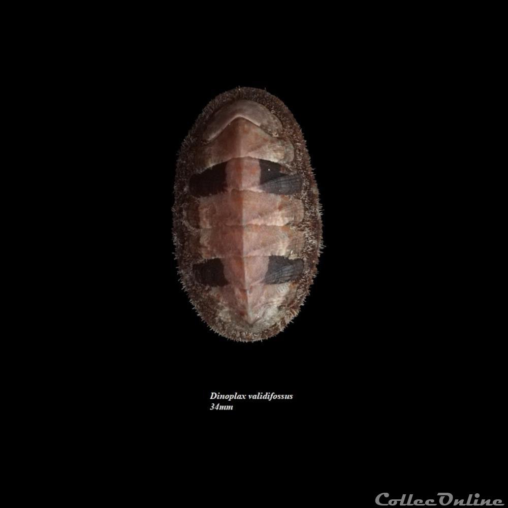 Dinoplax validifossus 34mm coquillage fossile polyplacophora dinoplax validifossus 34mm