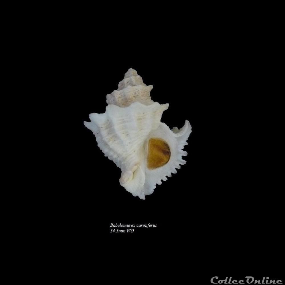 Babelomurex cariniferus 34.3mm WO coquillage fossile gastropodum babelomurex cariniferus 34 3mm wo