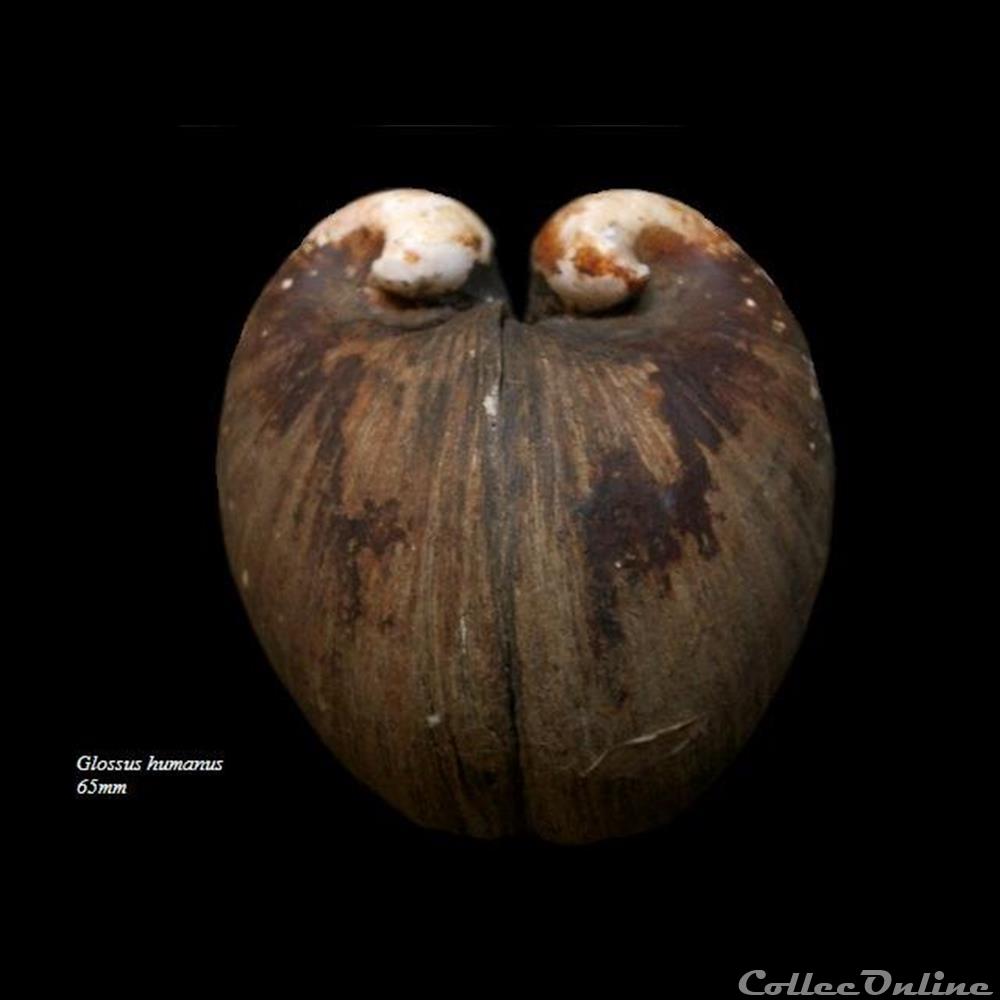 coquillage fossile bivalvium glossus humanus 65mm