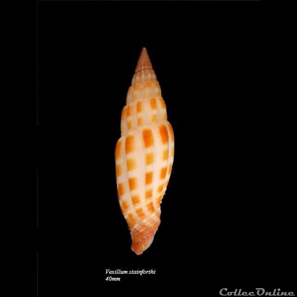 coquillage fossile gastropodum vexillum stainforthi 40mm