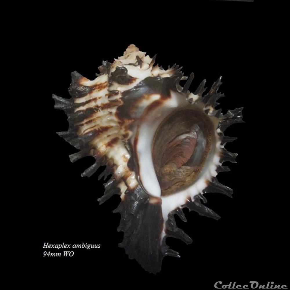 coquillage fossile gastropodum hexaplex ambiguus 94mm wo