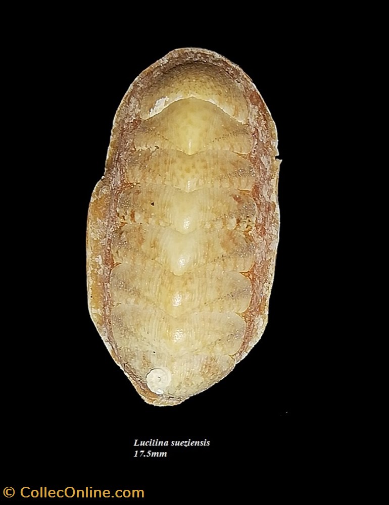 Lucilina sueziensis 17.5mm coquillages fossiles polyplacophora lucilina sueziensis 17 5mm