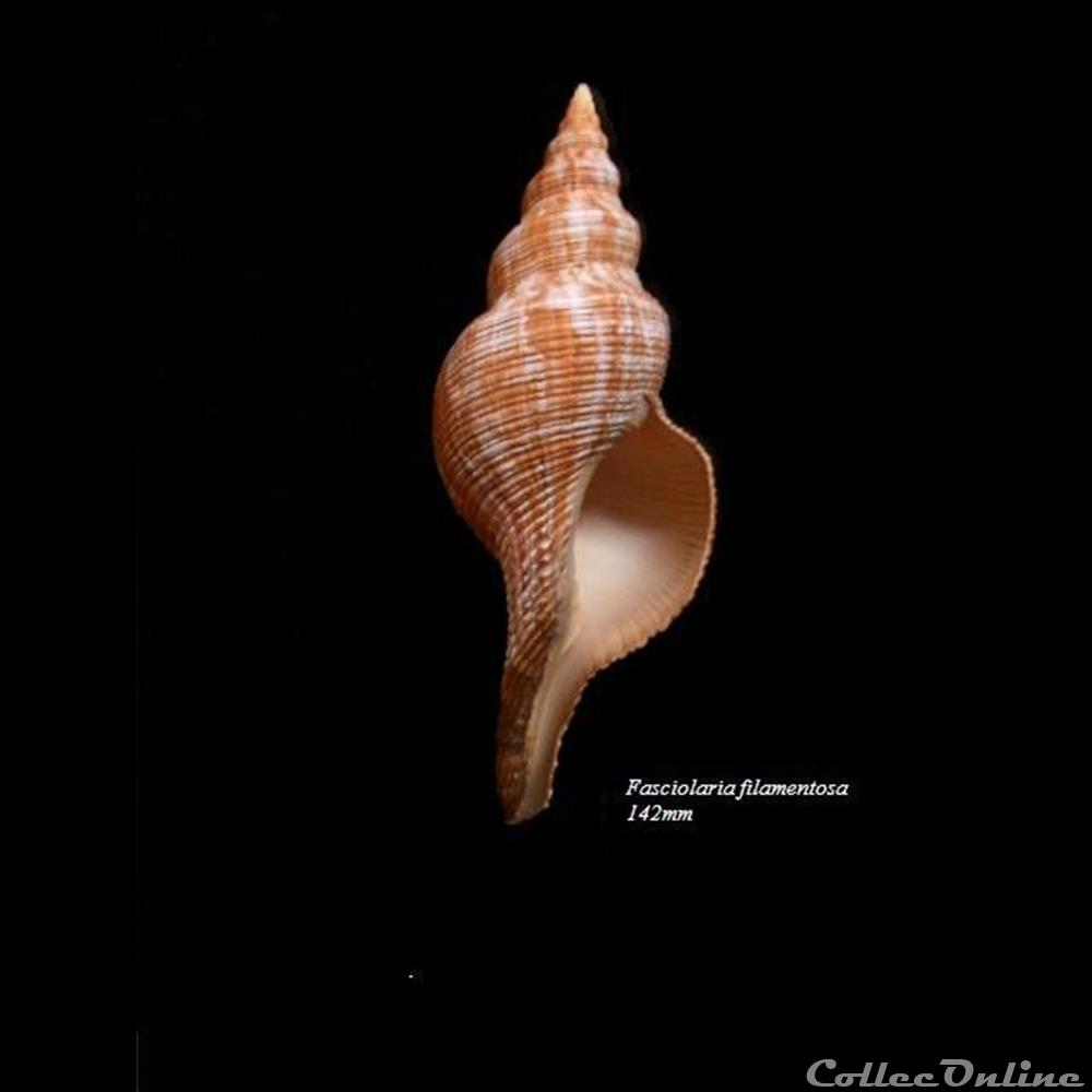 Fasciolaria filamentosa 142mm coquillage fossile gastropodum fasciolaria filamentosa 142mm