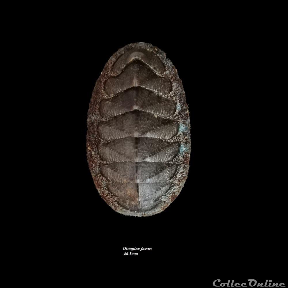 Dinoplax fossus 46.5mm coquillage fossile polyplacophora dinoplax fossus 46 5mm
