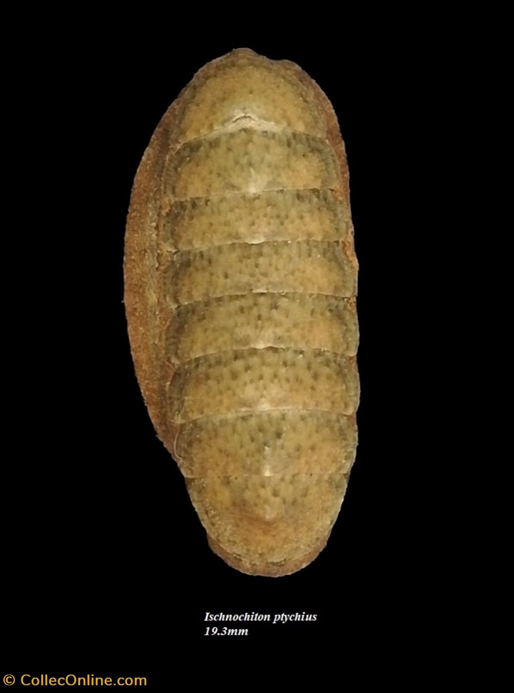Ischncohiton ptychius 19.3mm coquillages fossiles polyplacophora ischncohiton ptychius 19 3mm