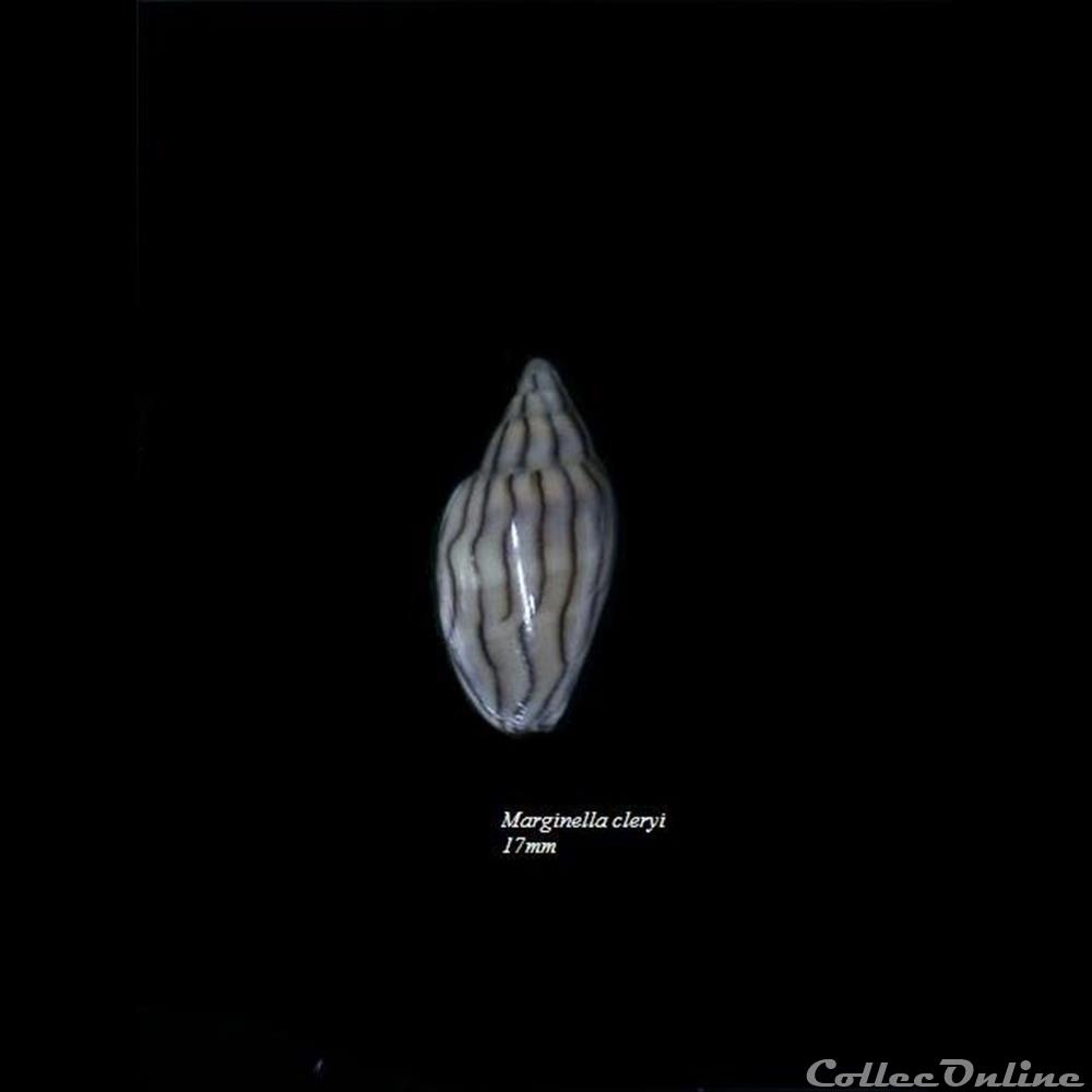 Marginella cleryi 17mm coquillage fossile gastropodum marginella cleryi 17mm