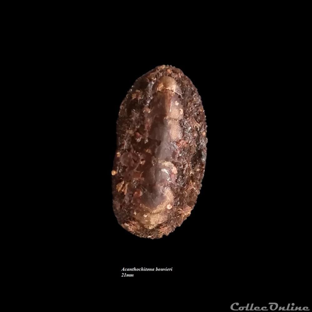 coquillage fossile polyplacophora acanthochitona bouvieri 21mm