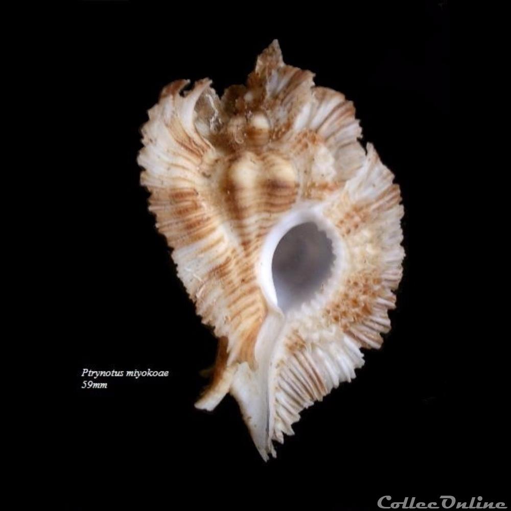 Pterynotus miyokoae 59mm coquillage fossile gastropodum pterynotus miyokoae 59mm