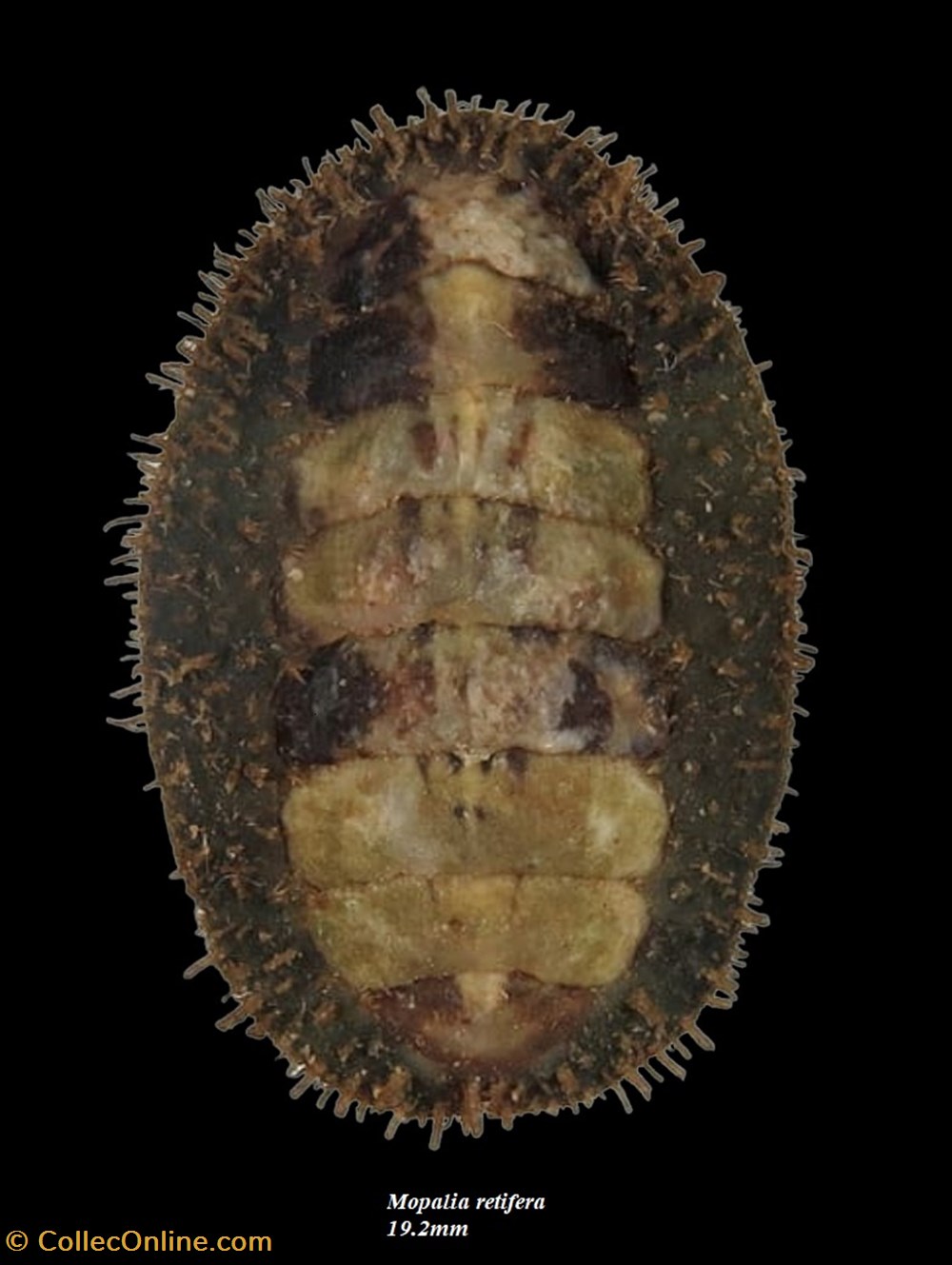 Mopalia retifera 19.2mm coquillages fossiles polyplacophora mopalia retifera 19 2mm