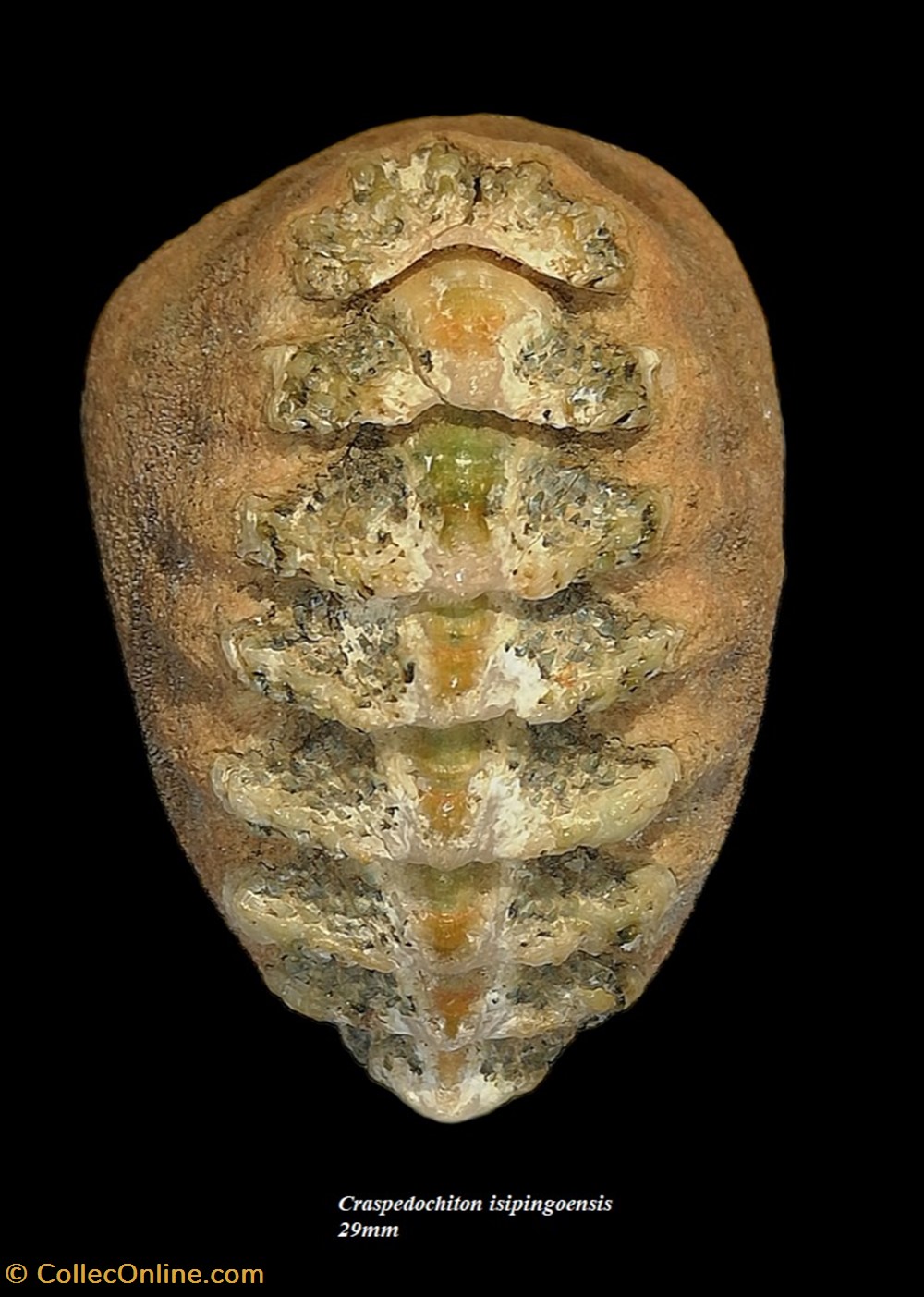 coquillages fossiles polyplacophora craspedochiton isipingoensis 29mm