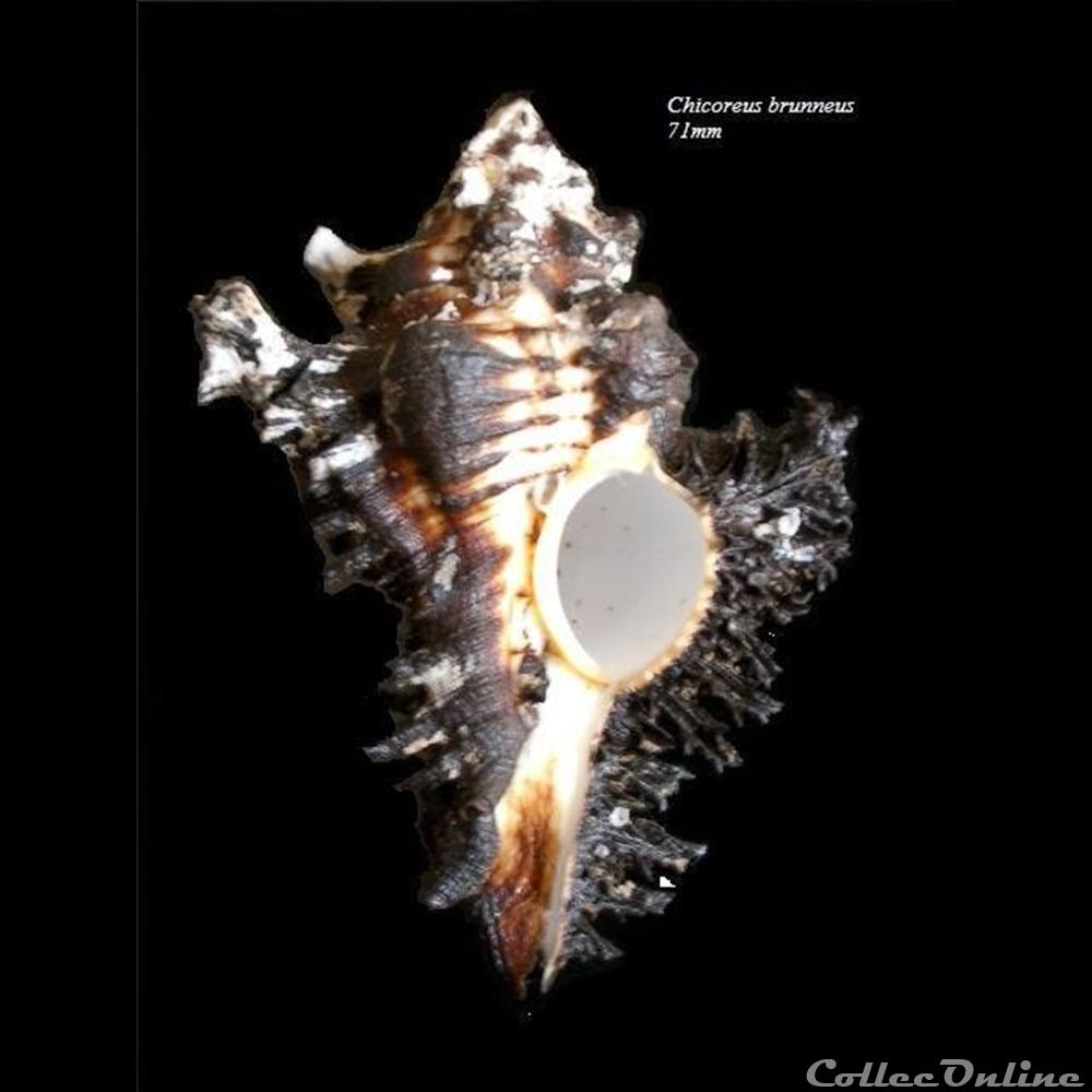 Chicoreus brunneus 71mm coquillage fossile gastropodum chicoreus brunneus 71mm