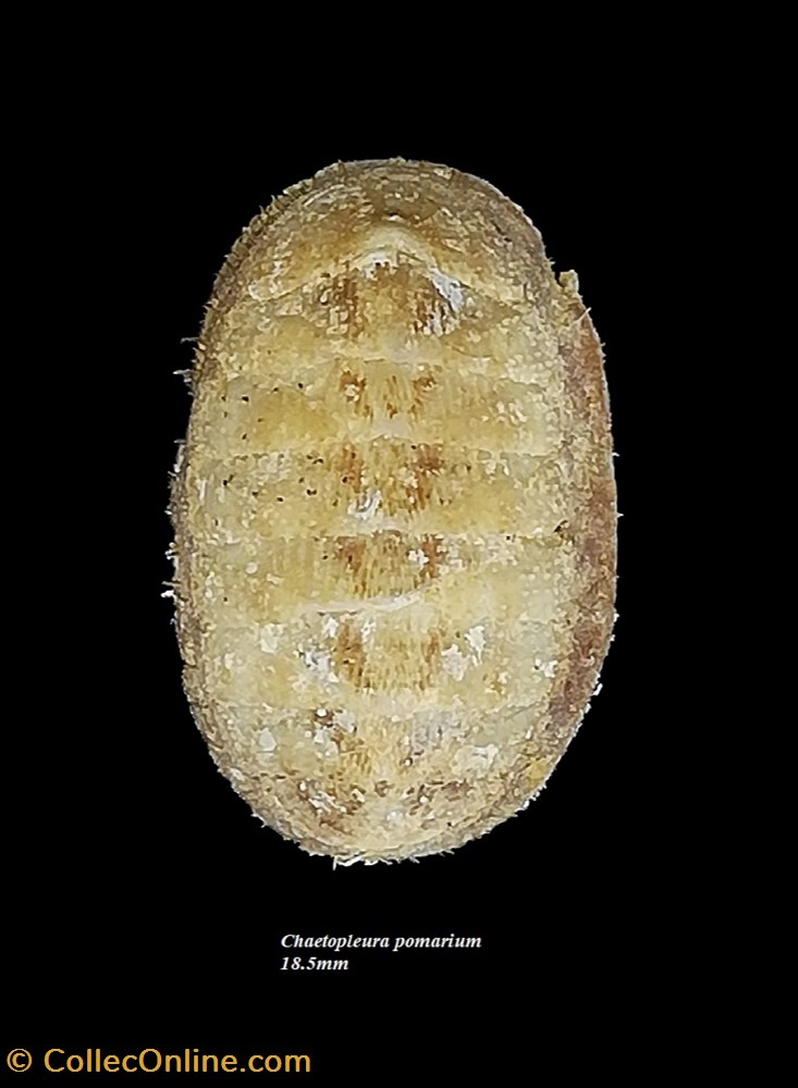 Chaetopleura pomarium 18.5mm coquillage fossile polyplacophora chaetopleura pomarium 18 5mm