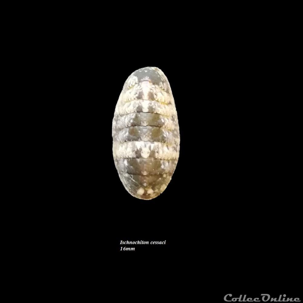 coquillage fossile polyplacophora ischnochiton cessaci 16mm