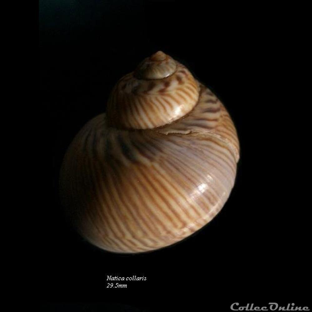 Natica collaris 29.5mm coquillage fossile gastropodum natica collaris 29 5mm