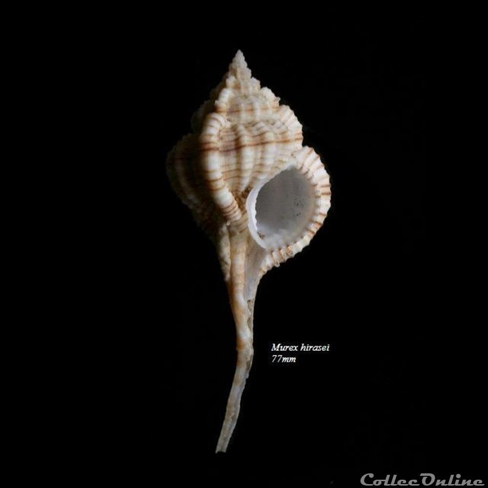 Murex hirasei 77mm coquillage fossile gastropodum murex hirasei 77mm