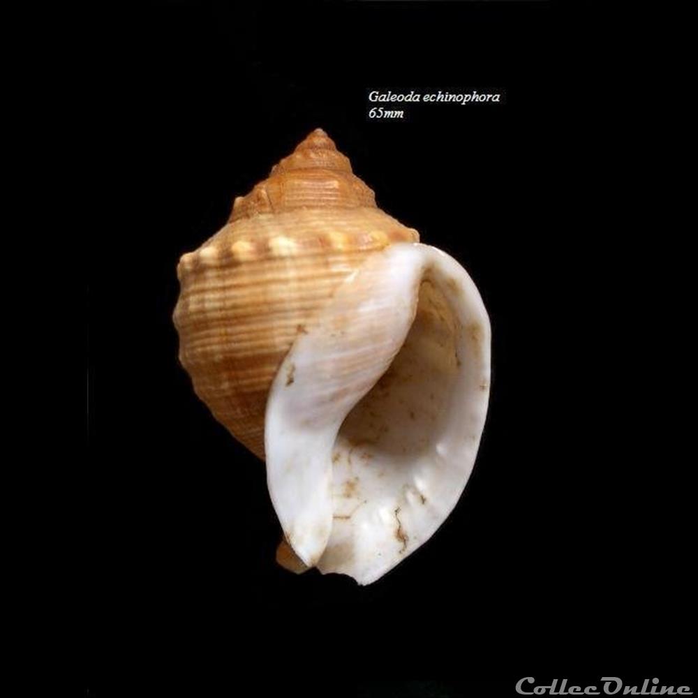 Galeoda echinophora 65mm coquillage fossile gastropodum galeoda echinophora 65mm