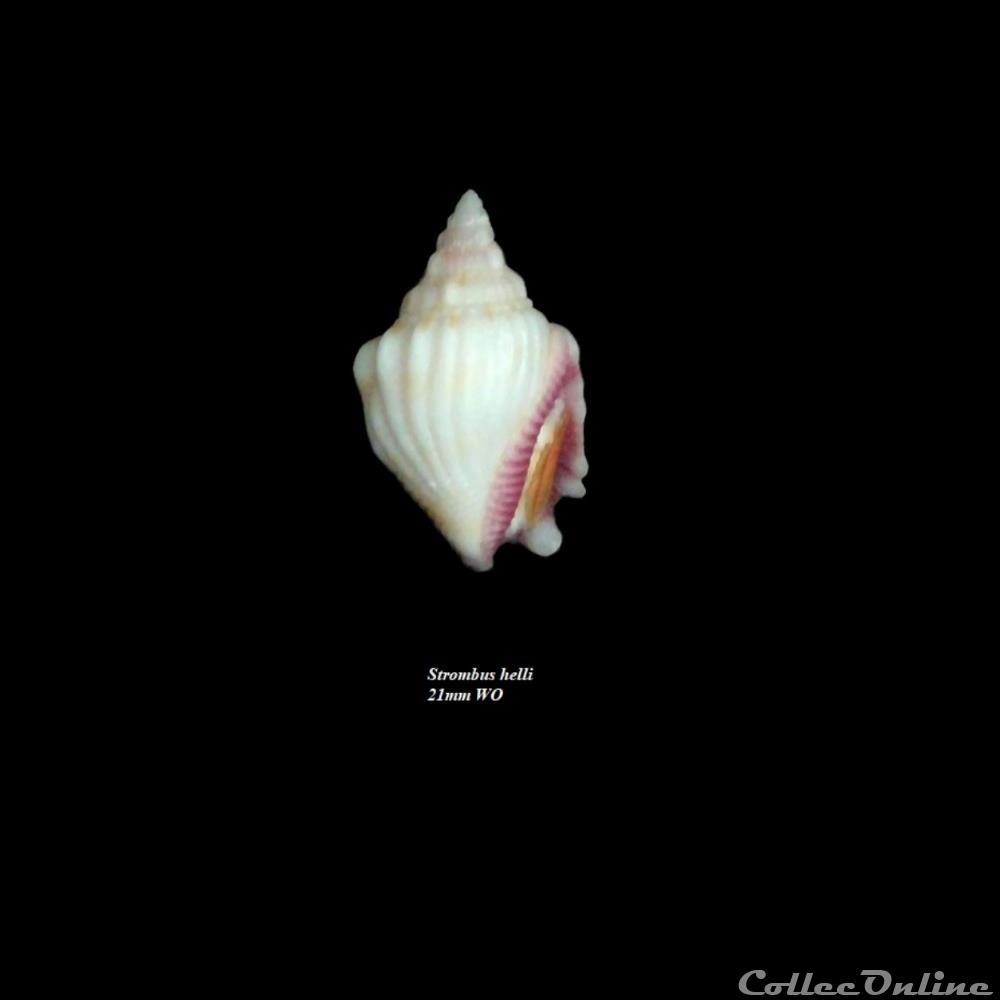 Strombus helli 21mm WO coquillage fossile gastropodum strombus helli 21mm wo