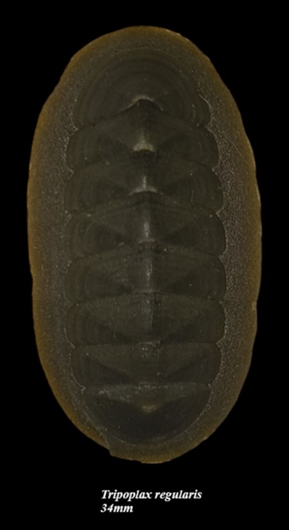 coquillages fossiles polyplacophora tripoplax regularis 34mm