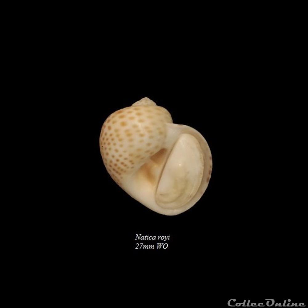 Natica royi 27mm WO coquillage fossile gastropodum natica royi 27mm wo